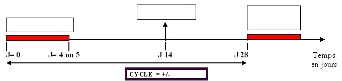 CYCLE MENSTRUEL_muet.jpg
